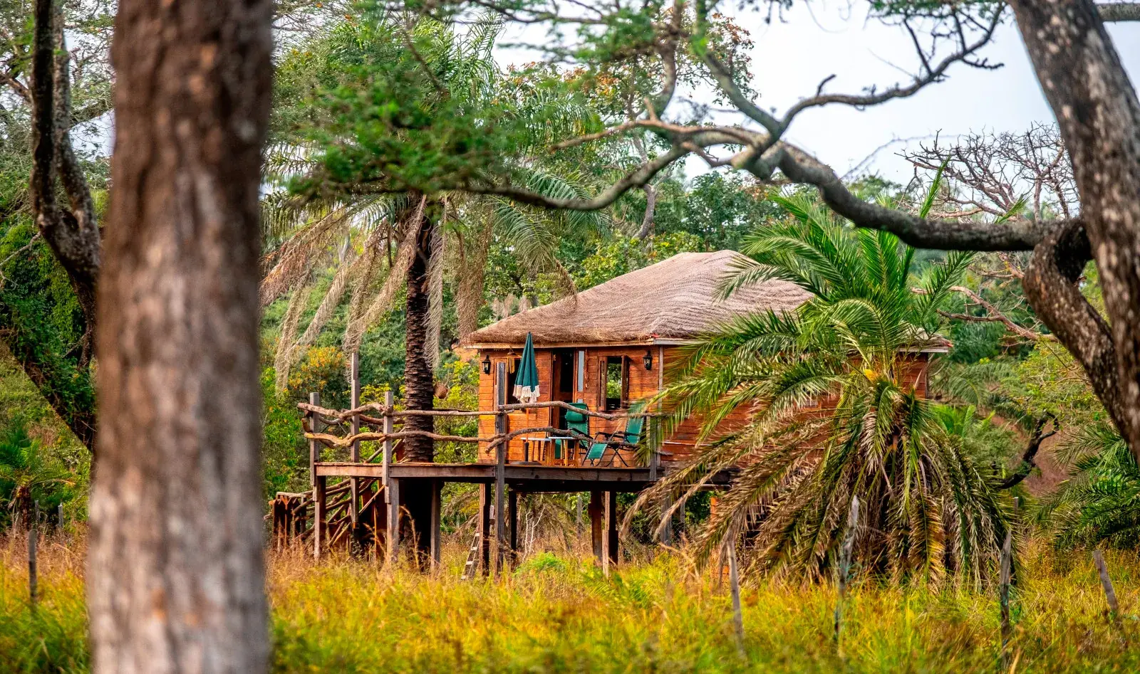 Mansa Musso treehouse lodge surrounded by palms in Sanyang, The Gambia